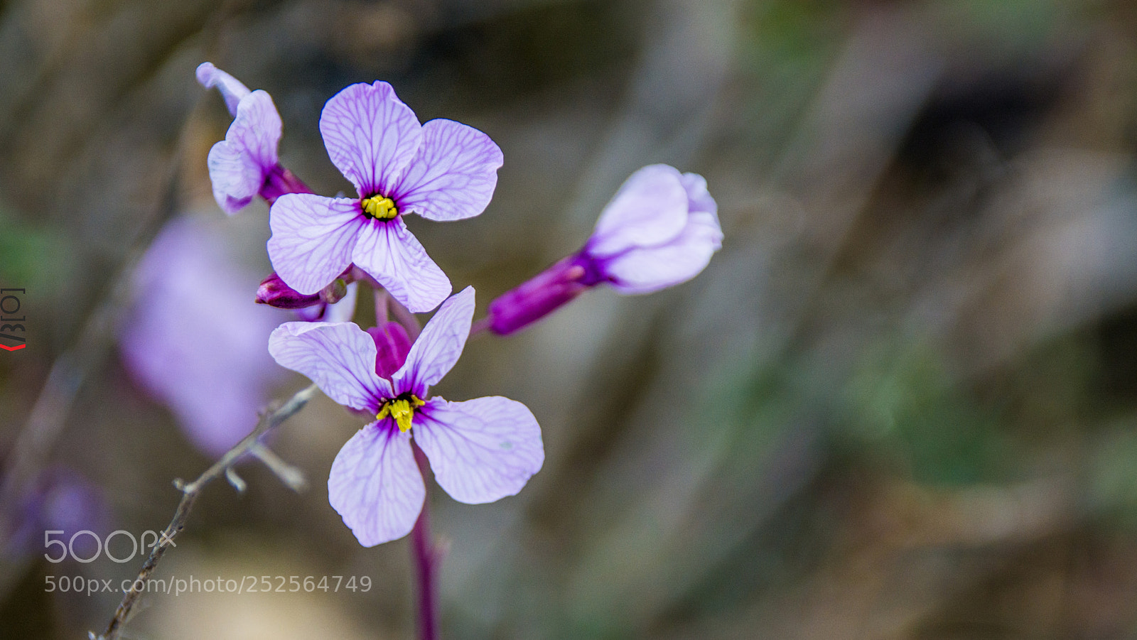 Nikon D7100 sample photo. Regalos 4 | 18.1 photography
