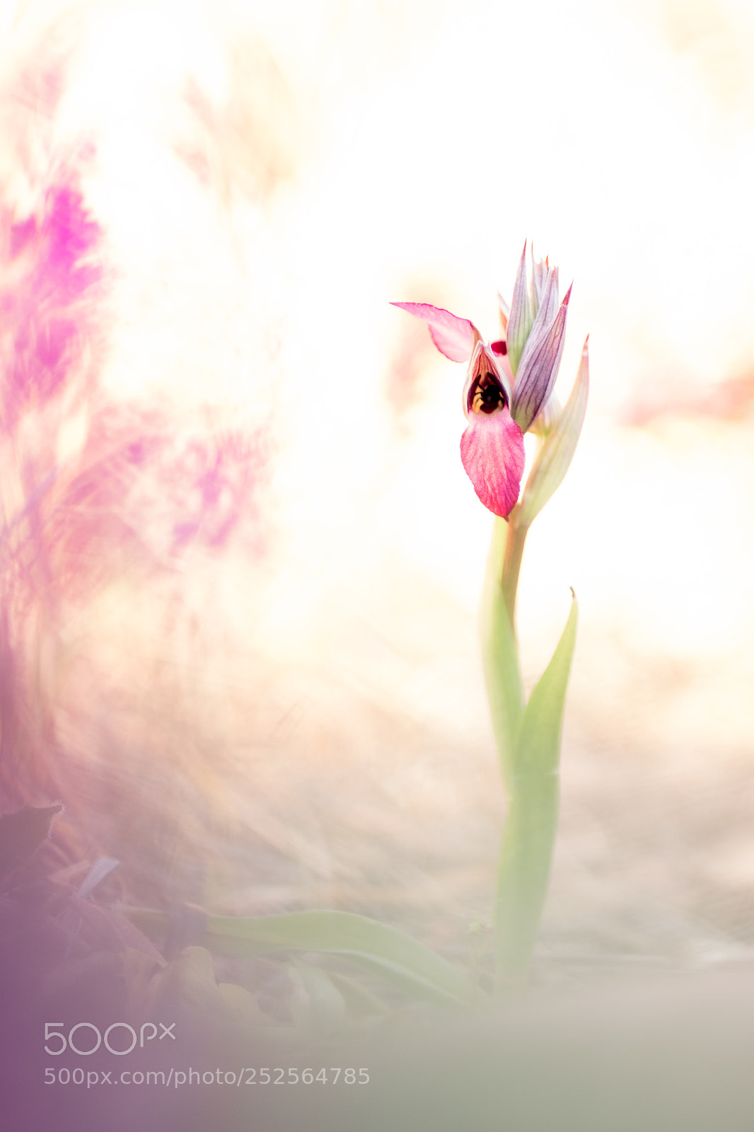 Fujifilm X-T10 sample photo. Serapias lingua iii 18´ photography