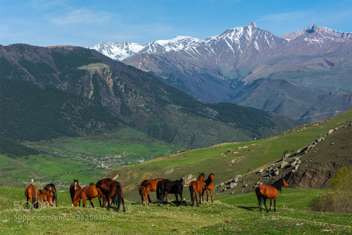 Nikon D7100 sample photo. Mustangs photography