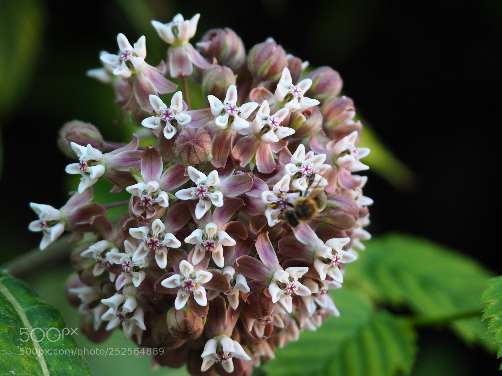 Olympus OM-D E-M5 II sample photo. Asclepias syariaca photography