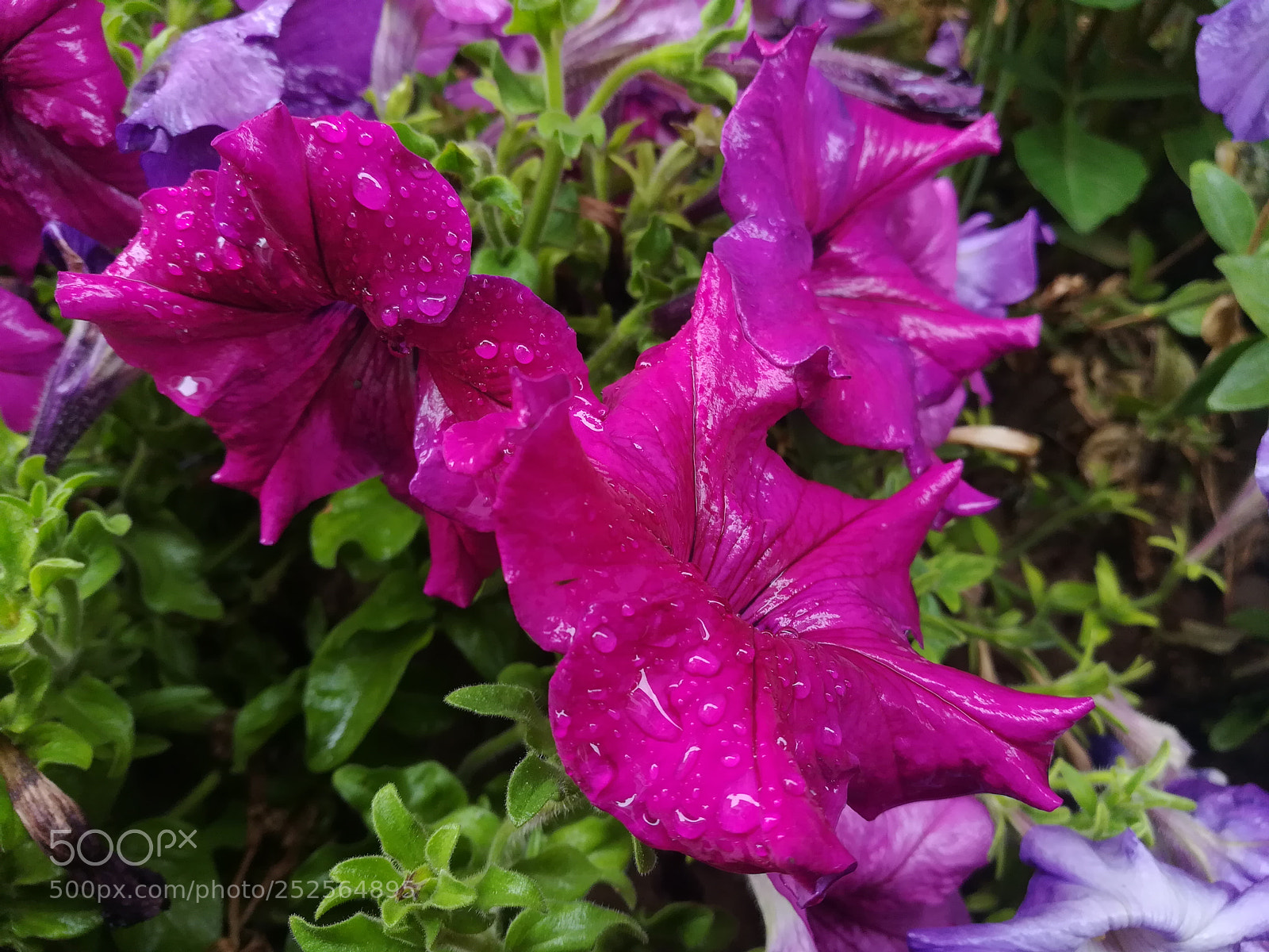 HUAWEI honor 6x sample photo. Affection photography