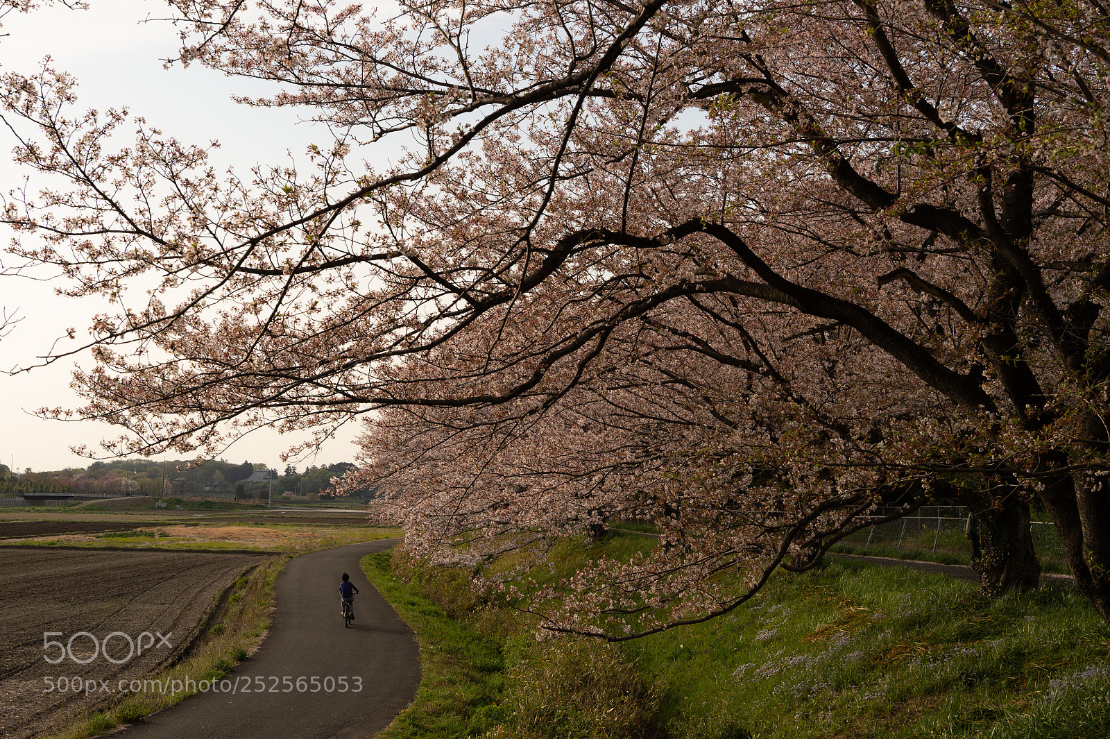 Nikon Df sample photo. Way home photography