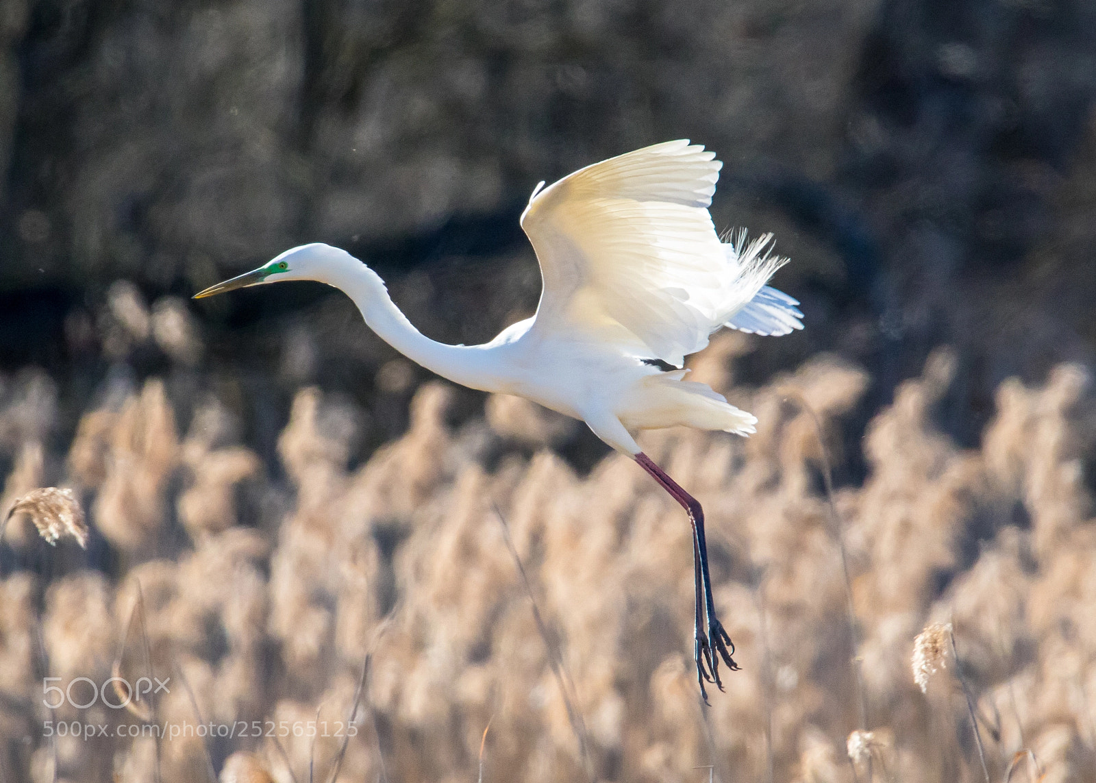 Canon EOS 7D Mark II sample photo. Landing time photography