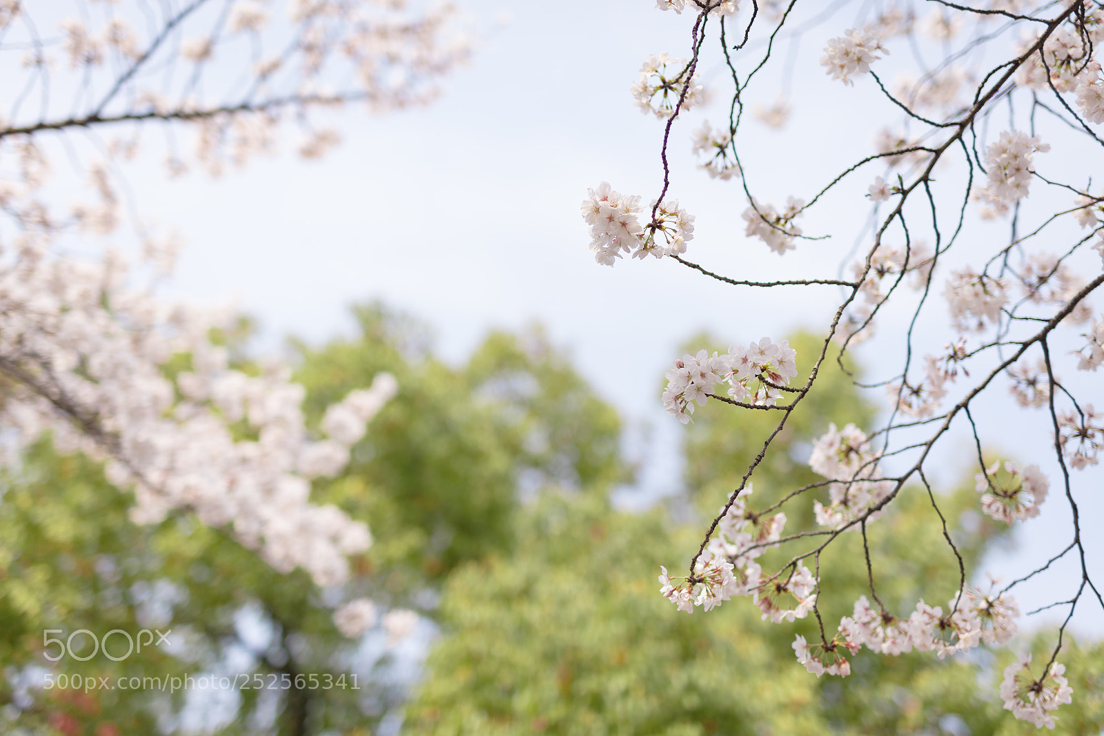 Canon EOS 5DS sample photo. Cherry blossom in tongji photography