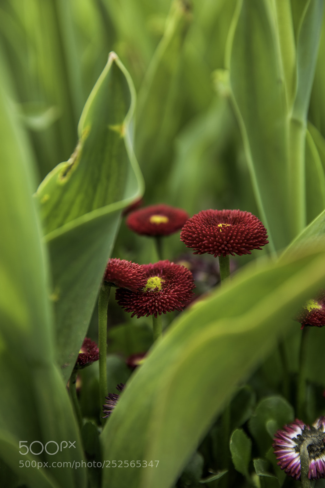Canon EOS 5D Mark IV sample photo. Spring ... photography