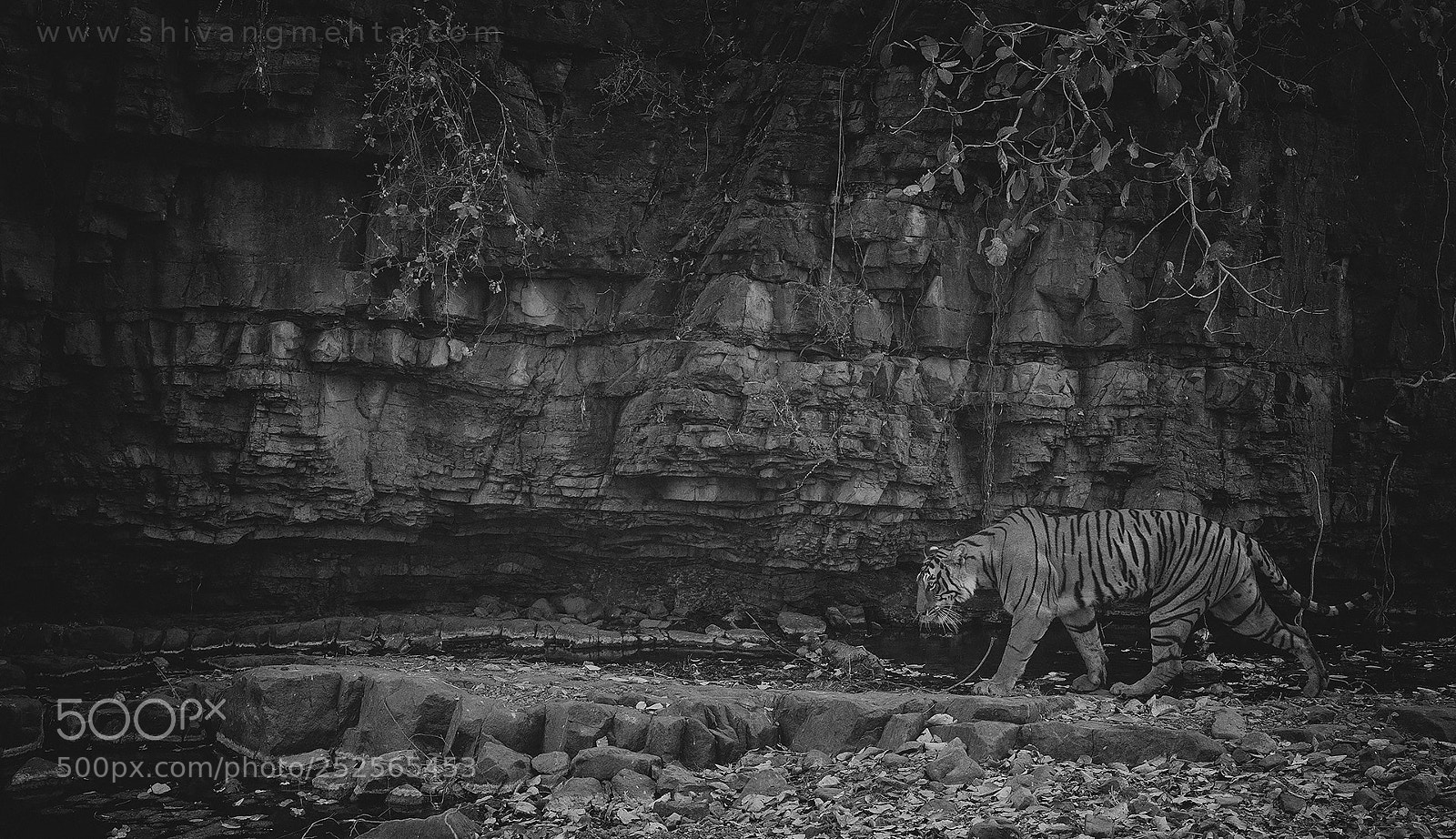 Canon EOS-1D X sample photo. Tiger in black & white photography