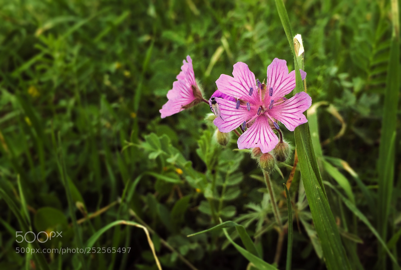 Apple iPhone 5s sample photo. Spring flower  photography