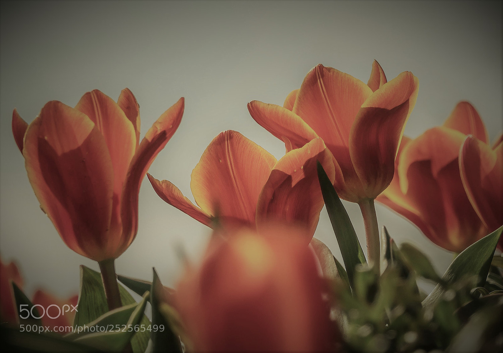 Sony Cyber-shot DSC-RX10 III sample photo. Tulips photography