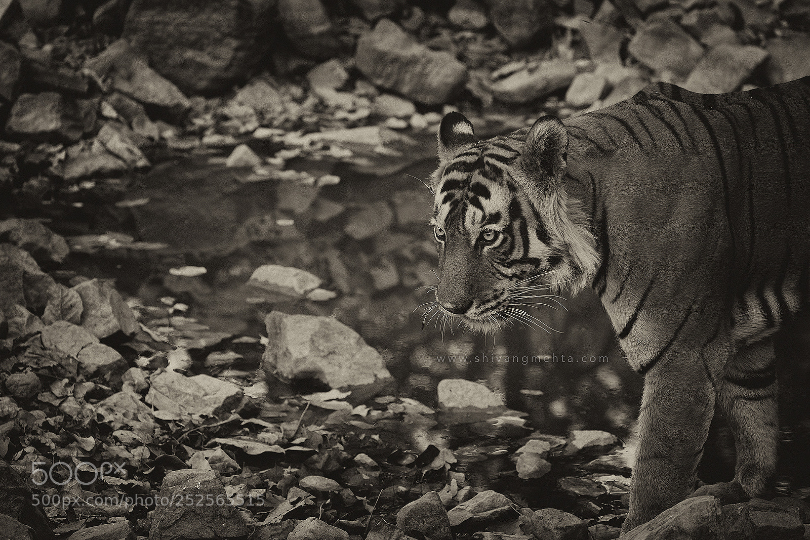 Canon EOS-1D X sample photo. Tiger in black & white photography