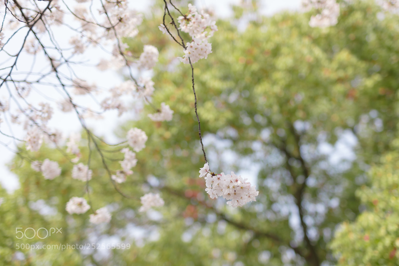 Canon EOS 5DS sample photo. Cherry blossom in tongji photography