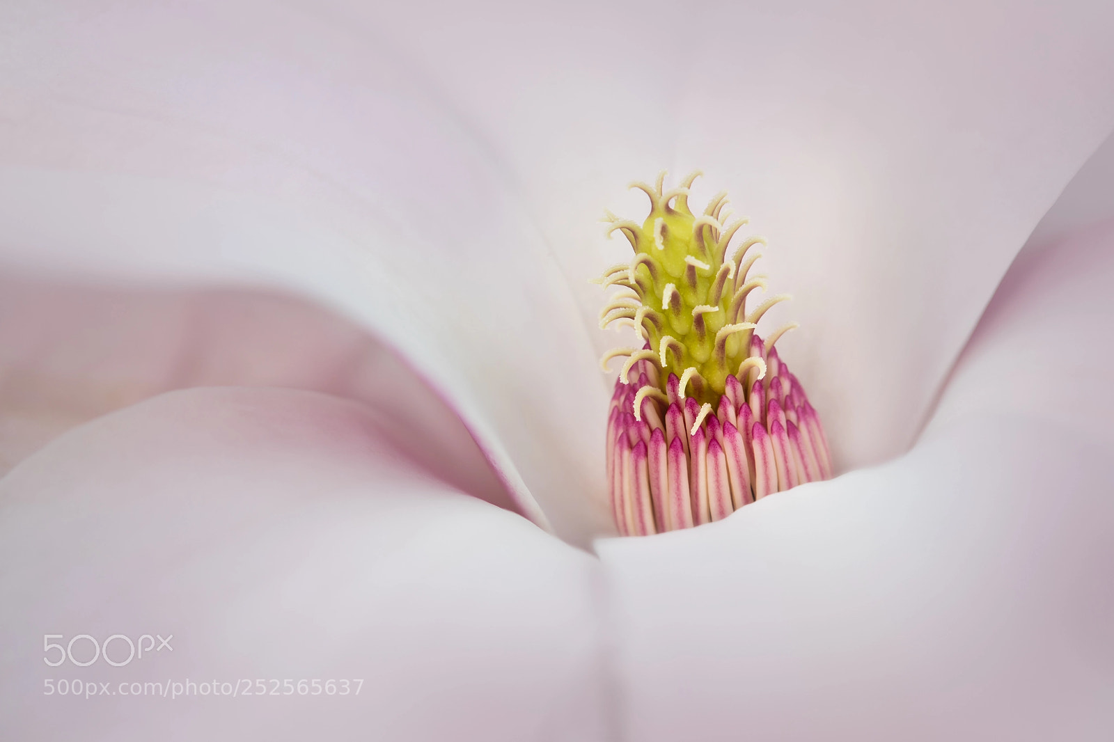 Canon EOS 5D Mark IV sample photo. Magnolia photography