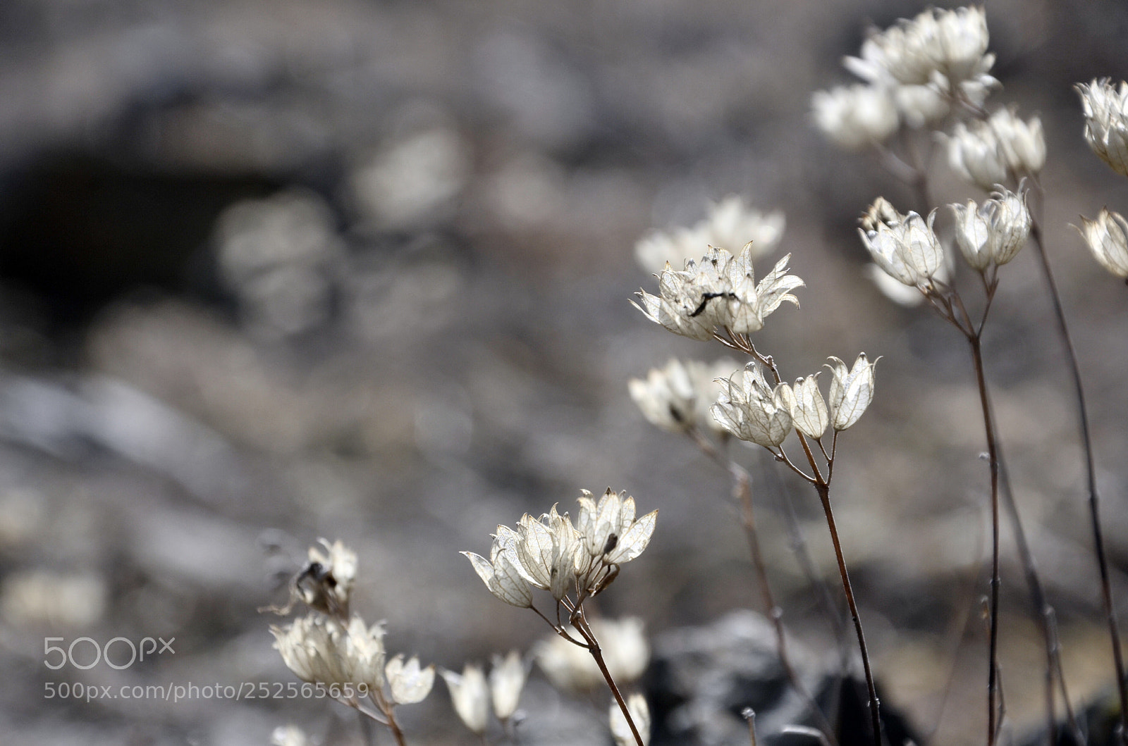 Nikon D7000 sample photo. Spring photography