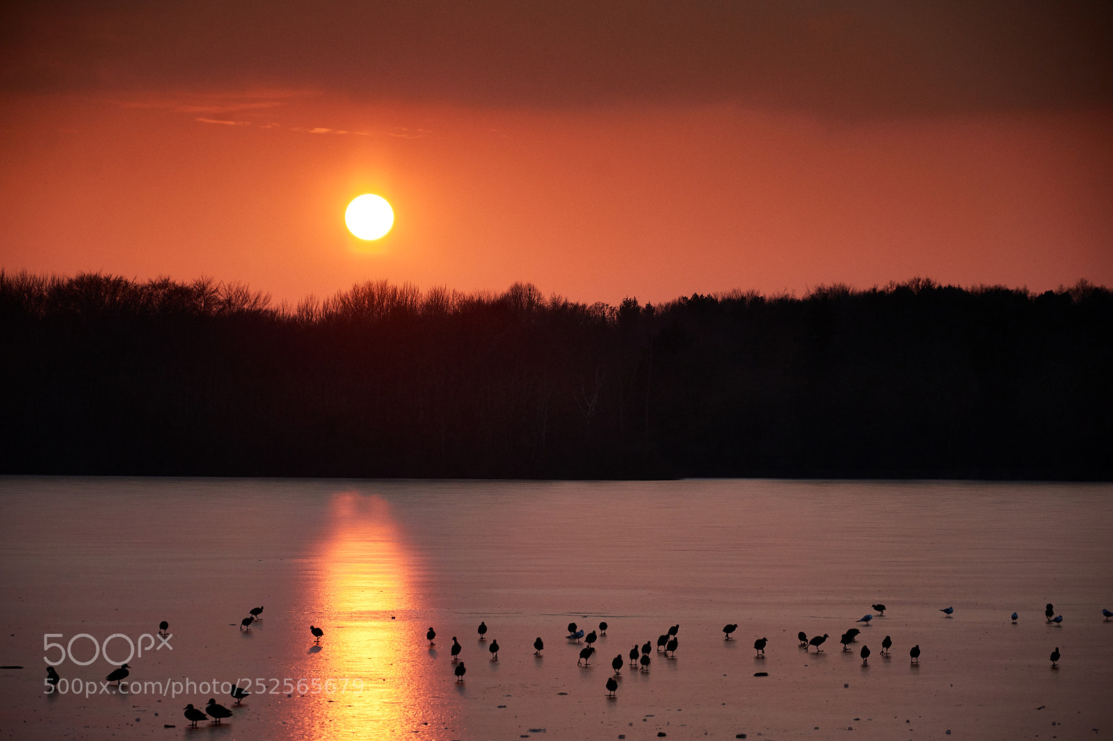 Nikon D7200 sample photo. Sunset ducks photography