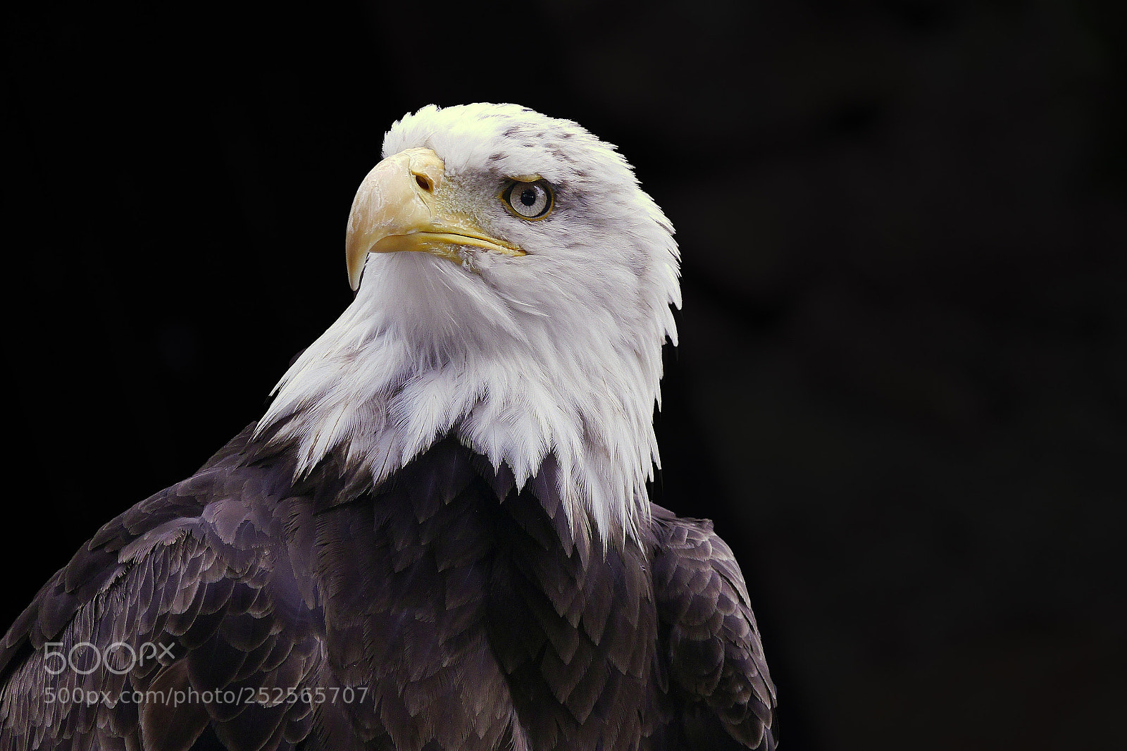Panasonic Lumix DMC-G6 sample photo. Seeadler eagle aigle photography