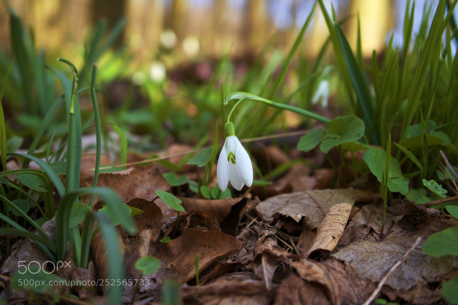 Sony a7 sample photo. Snowdrops photography