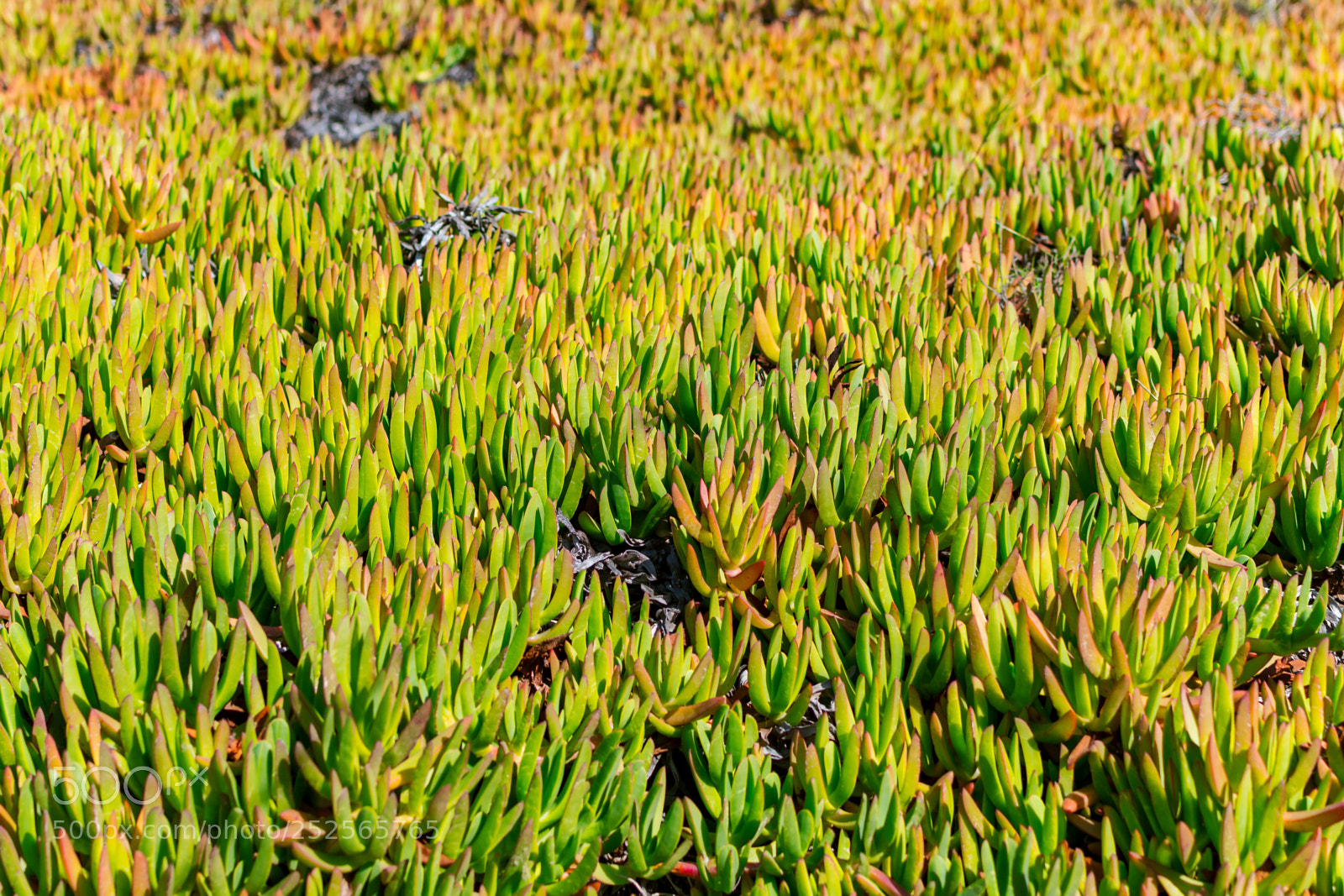Nikon D7500 sample photo. Ice plant photography