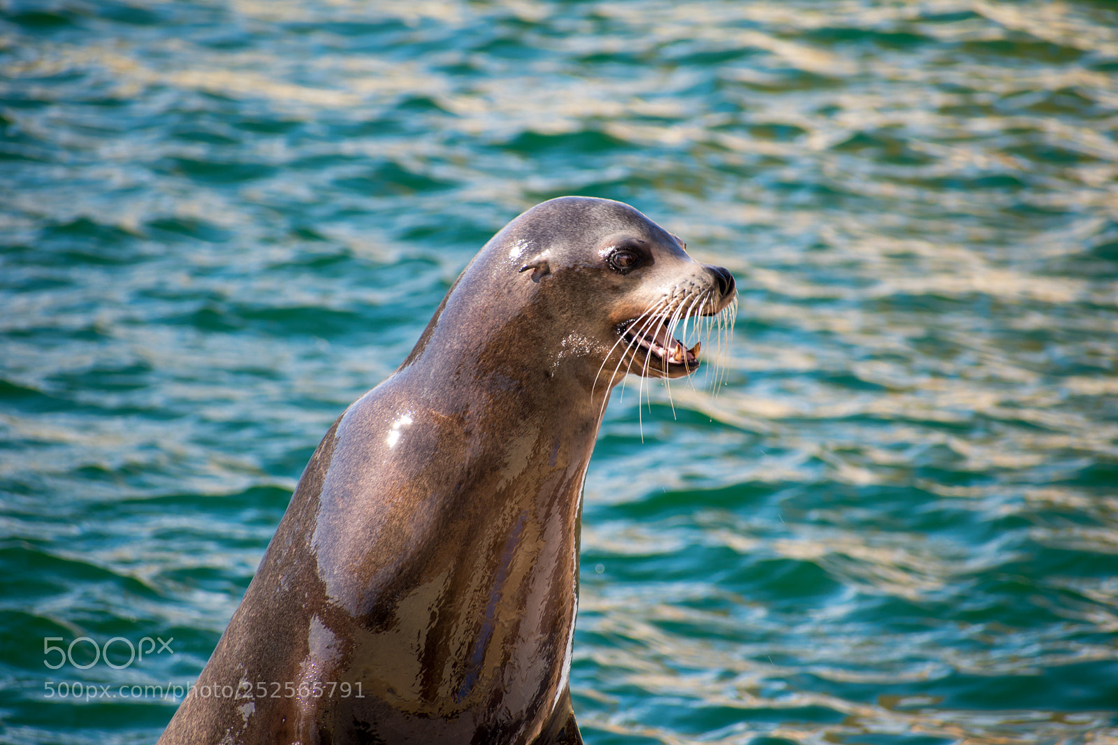 Nikon D5600 sample photo. Sea ​​lion photography