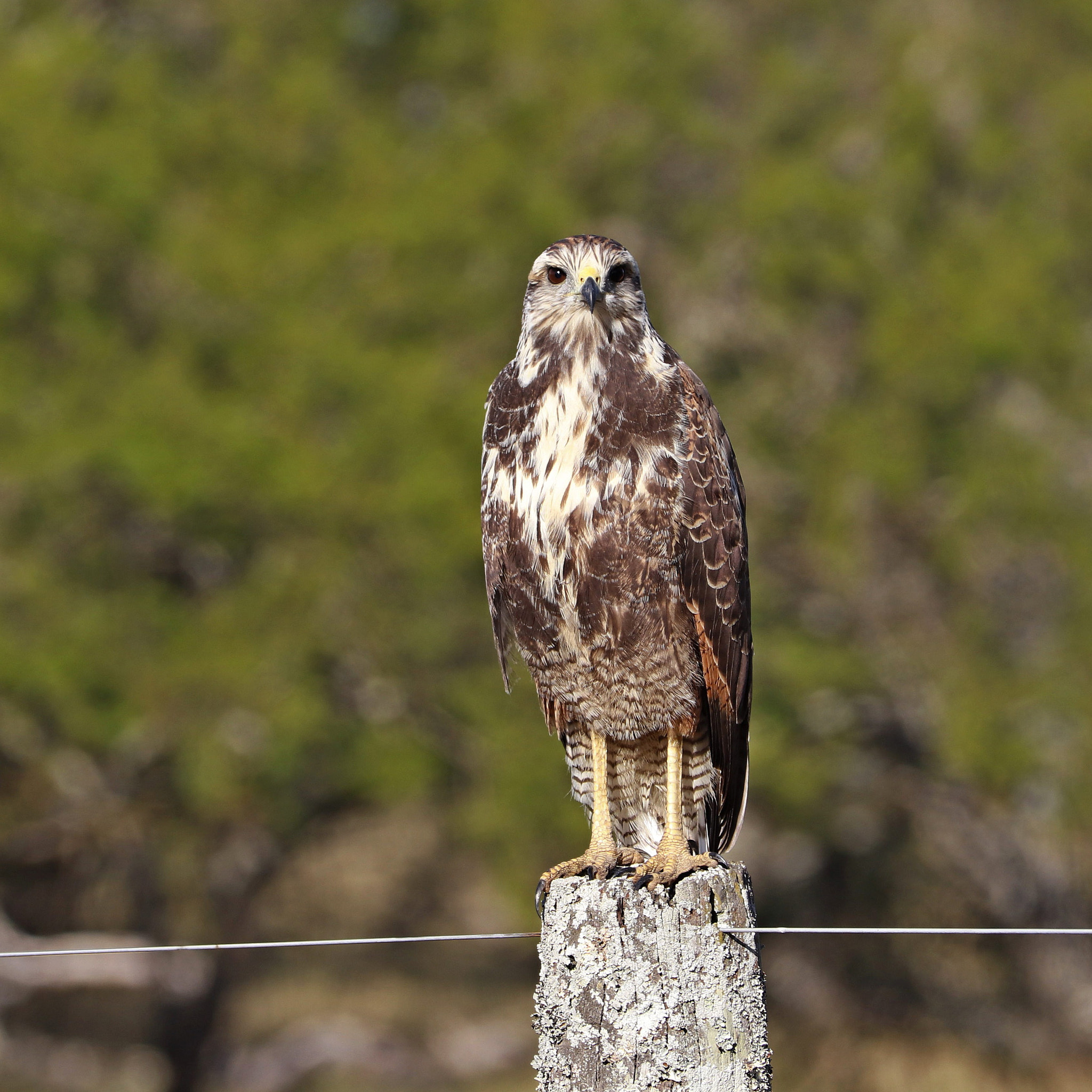 Canon EF 70-300 F4-5.6 IS II USM sample photo. Savanna hawk photography