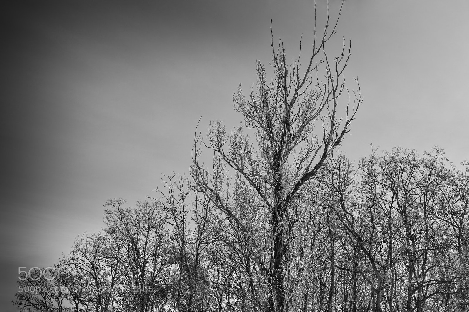 Nikon D810 sample photo. Tree photography