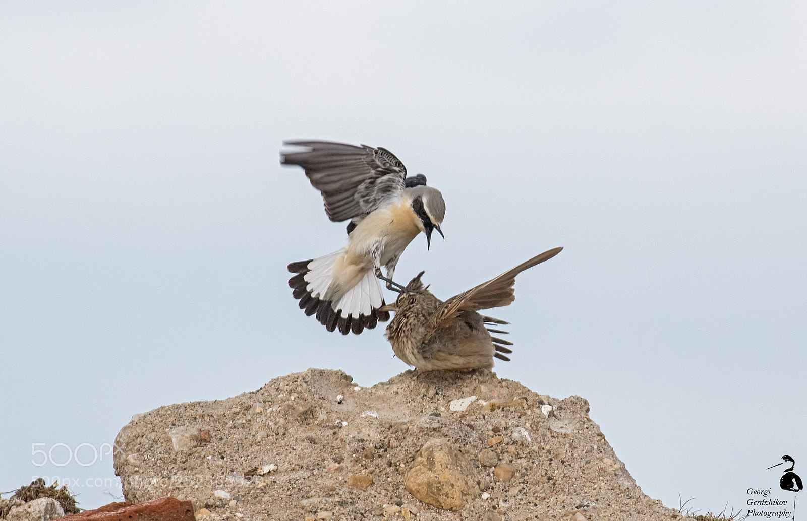 Canon EOS 70D sample photo. Northern wheatear vs crested photography