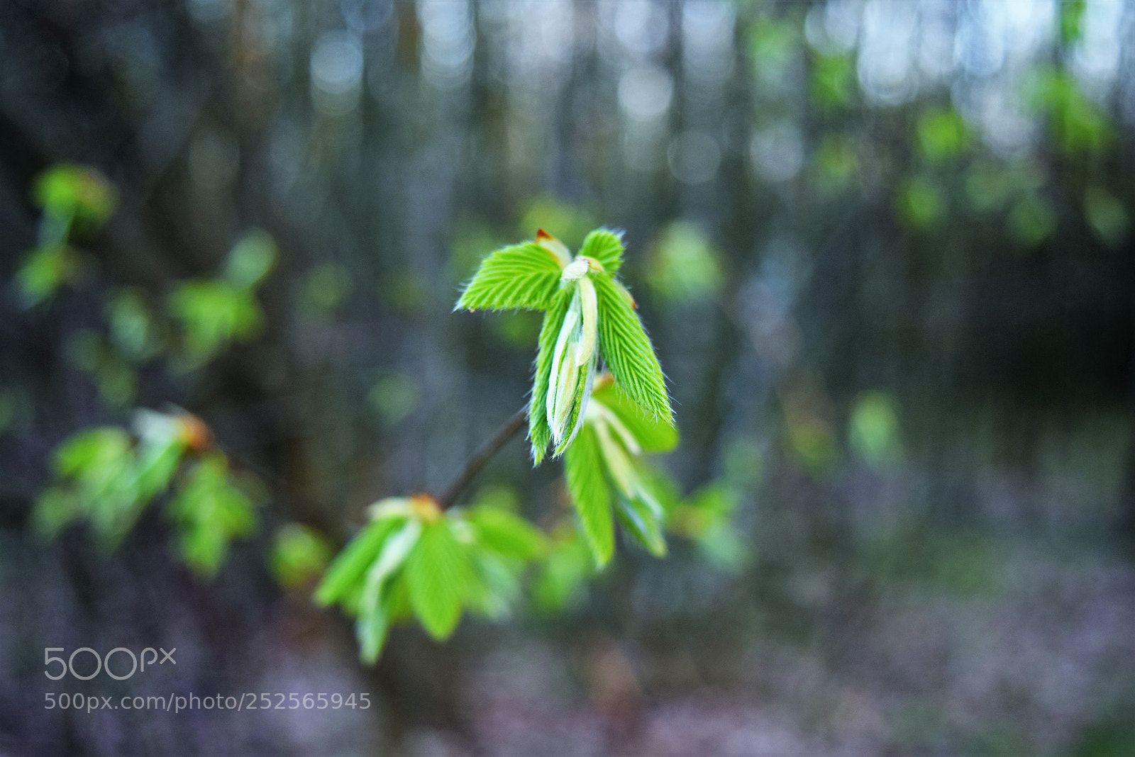 Nikon D3300 sample photo. Green baby photography