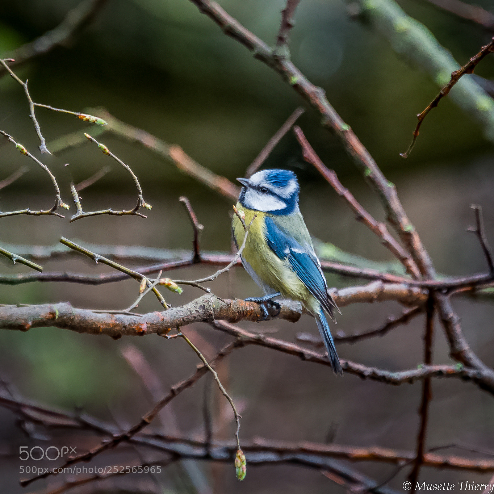 Nikon D800 sample photo. Mésange  bleu photography