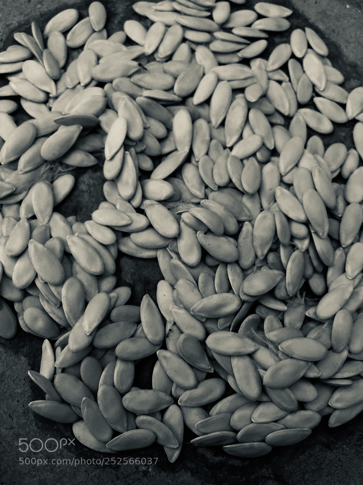 Apple iPhone 6 sample photo. Seeds!! photography