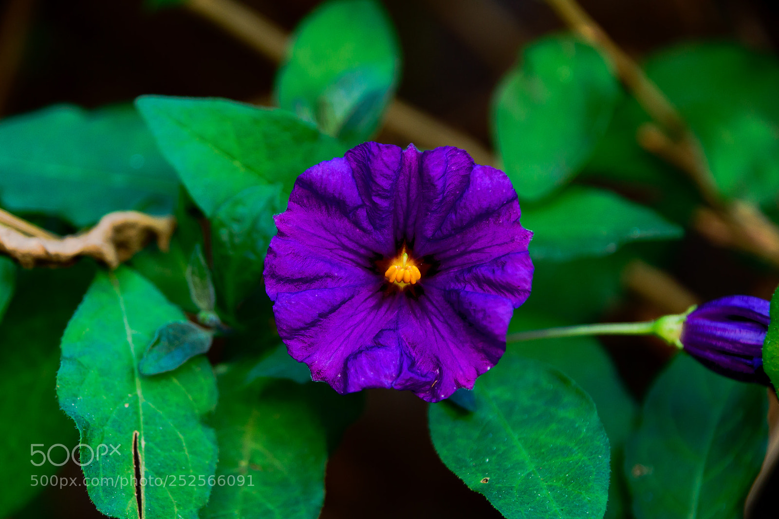 Nikon D7500 sample photo. Flower photography