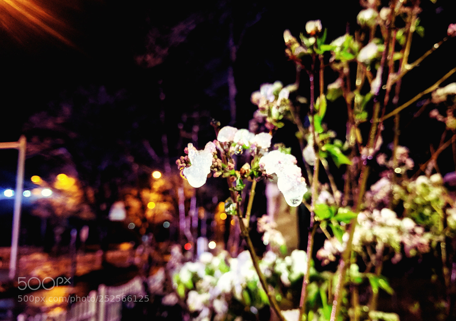 Google Nexus 6P sample photo. Untitled photography