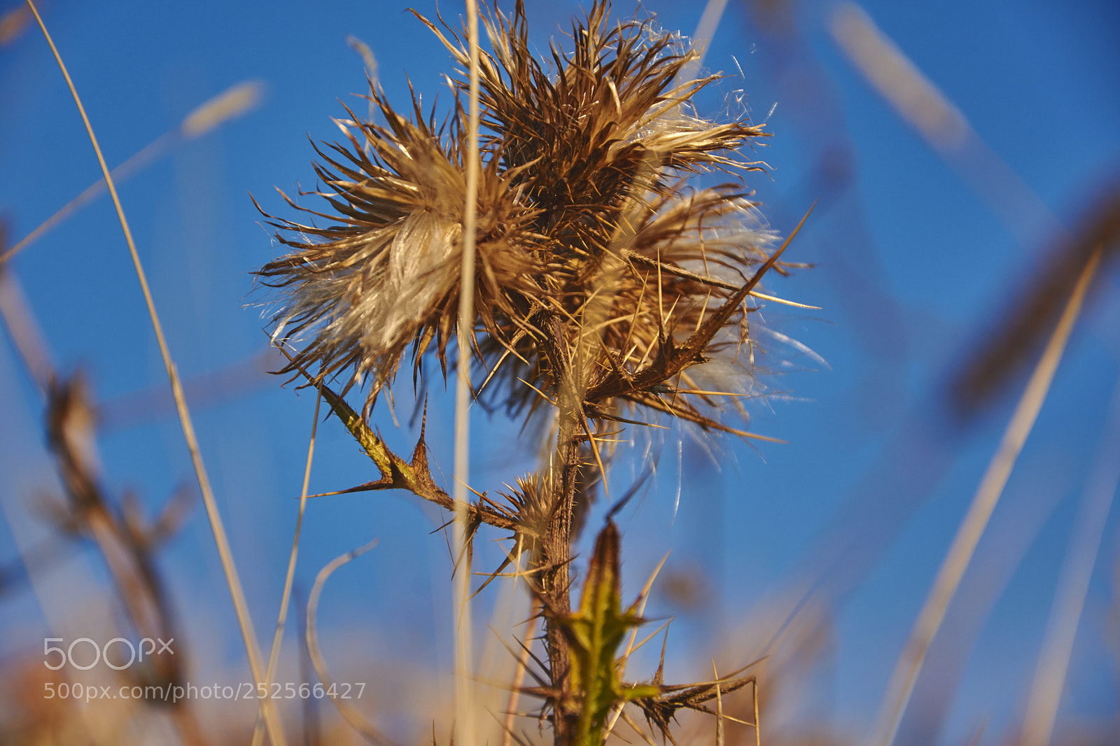 Nikon D7200 sample photo. Autumn flower photography