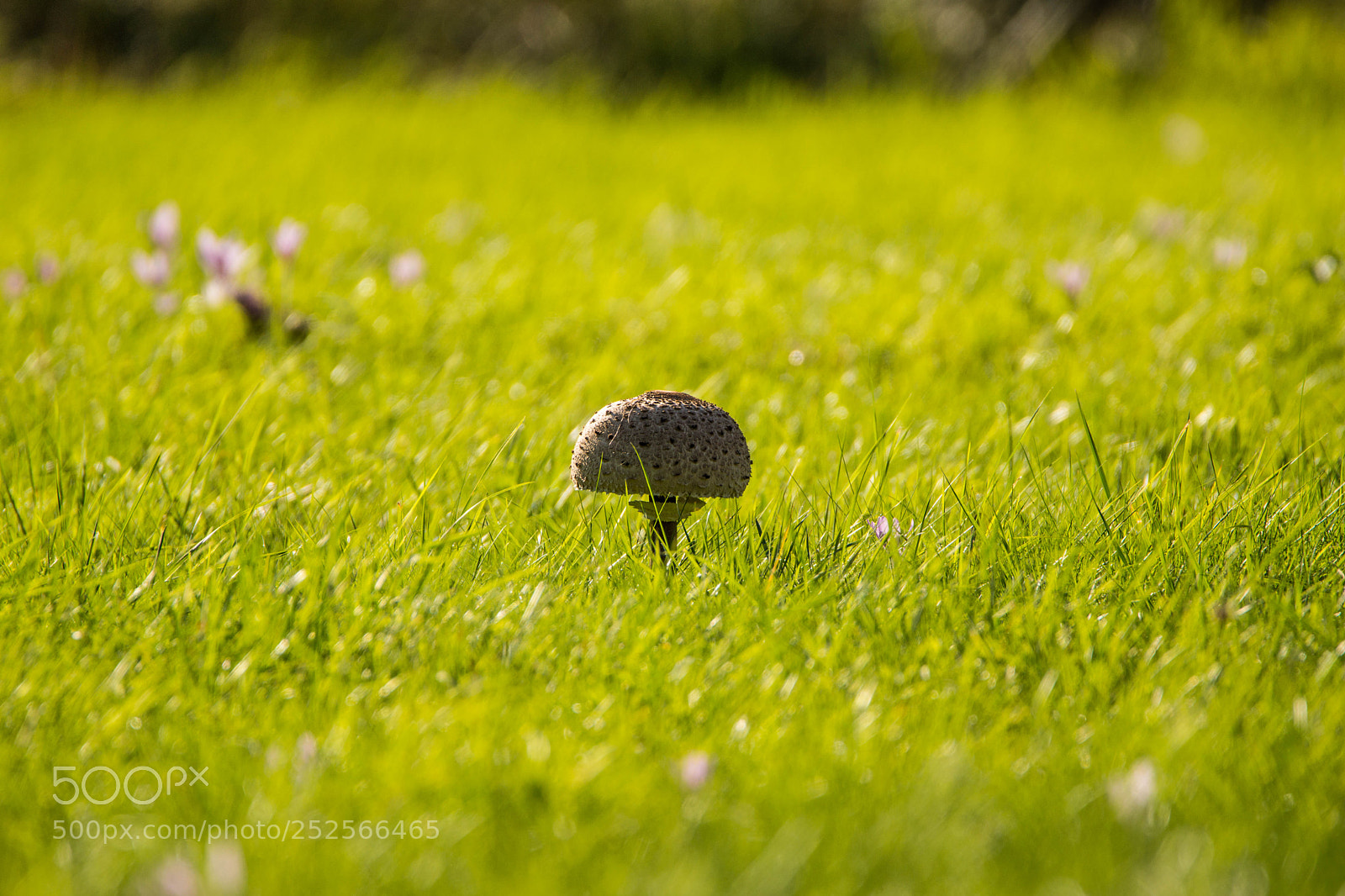 Sony SLT-A77 sample photo. Lonely mushroom photography