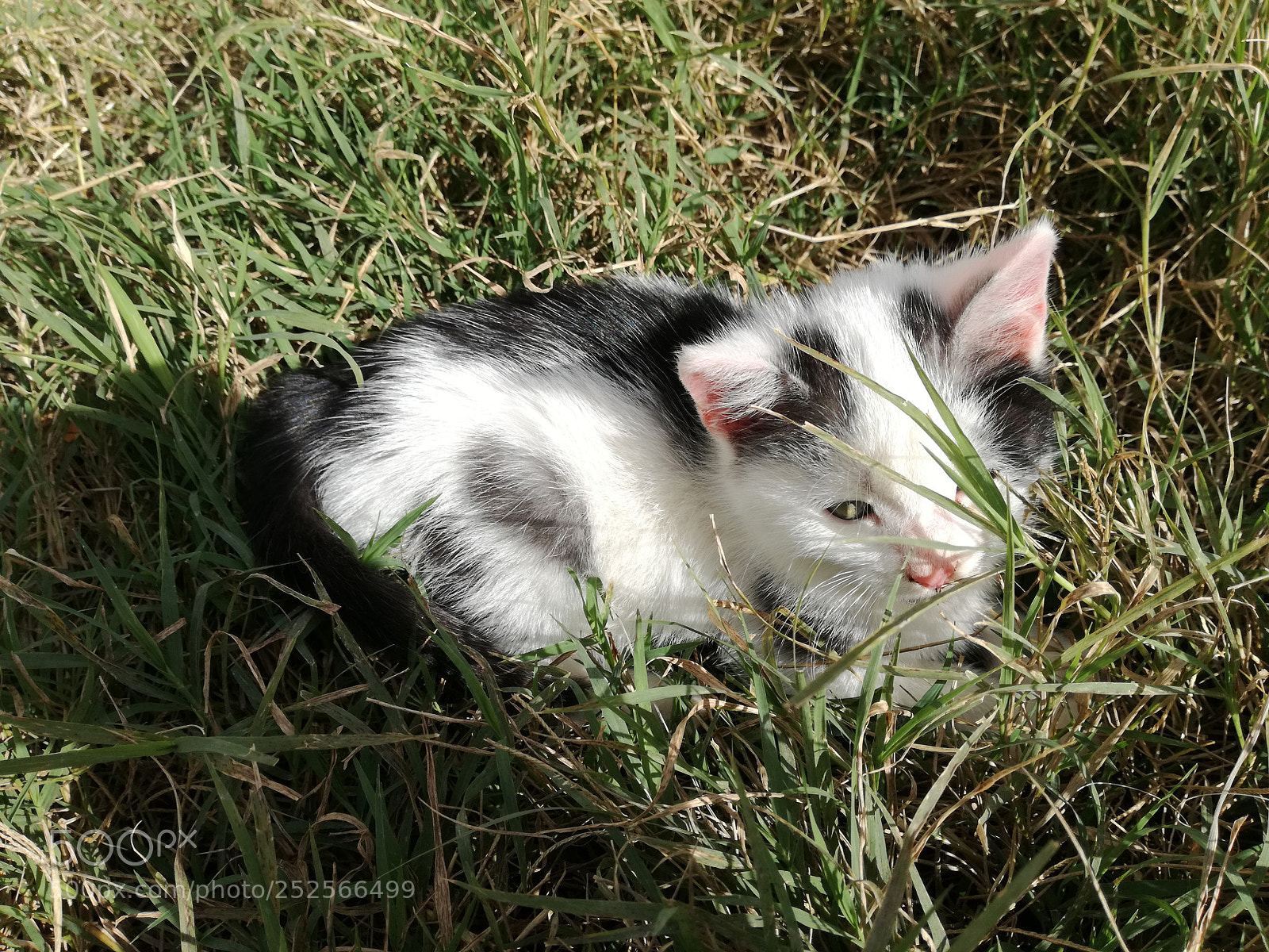 HUAWEI P9 LITE sample photo. Black and white kitten photography