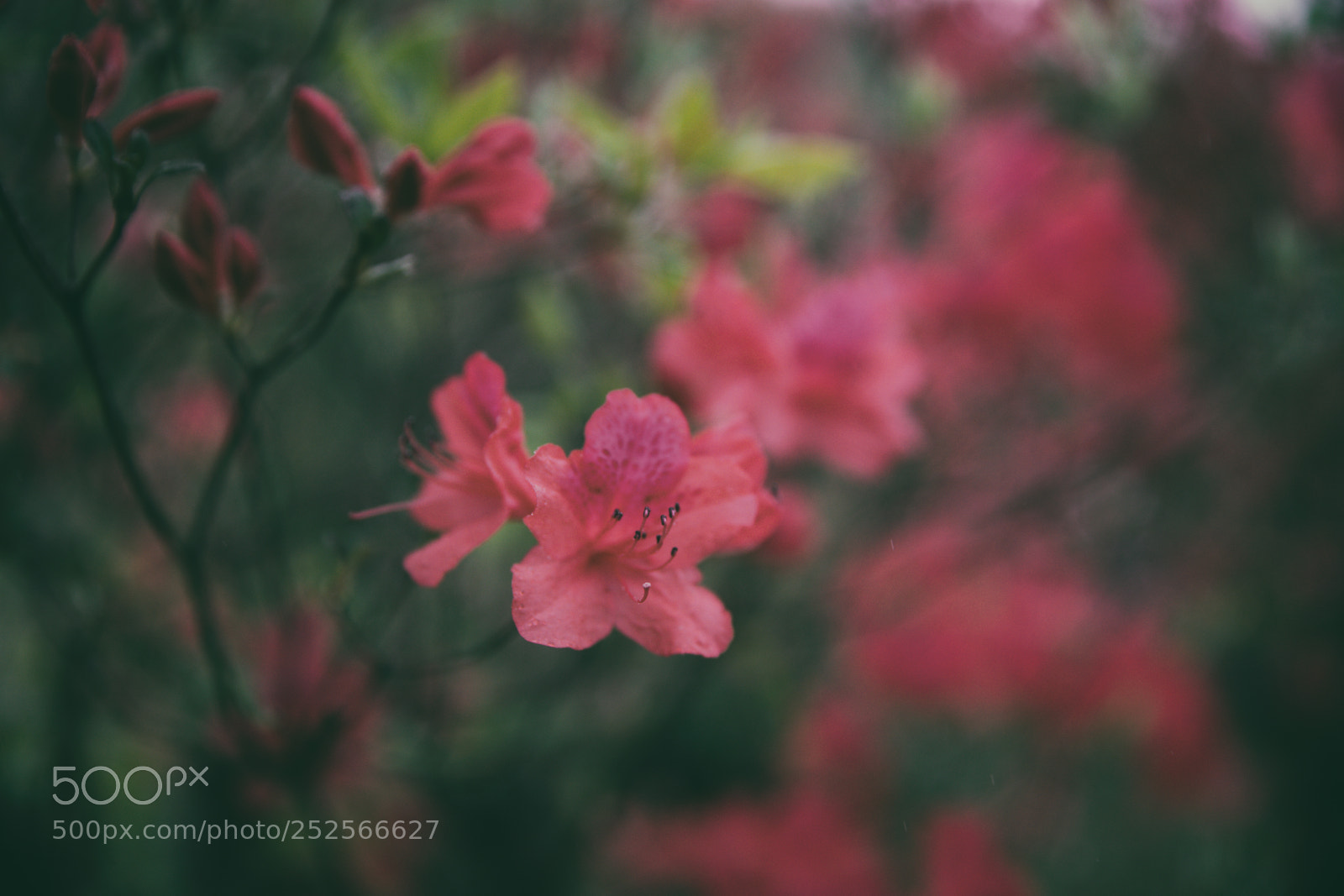 Canon EOS 5DS sample photo. Spring red flowers photography
