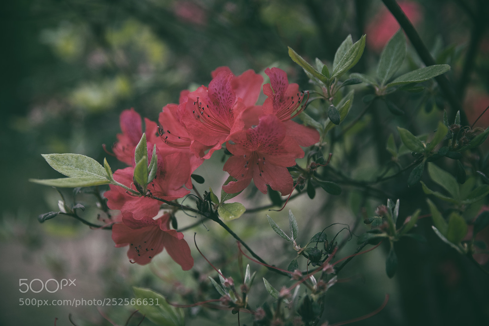 Canon EOS 5DS sample photo. Spring red flowers photography