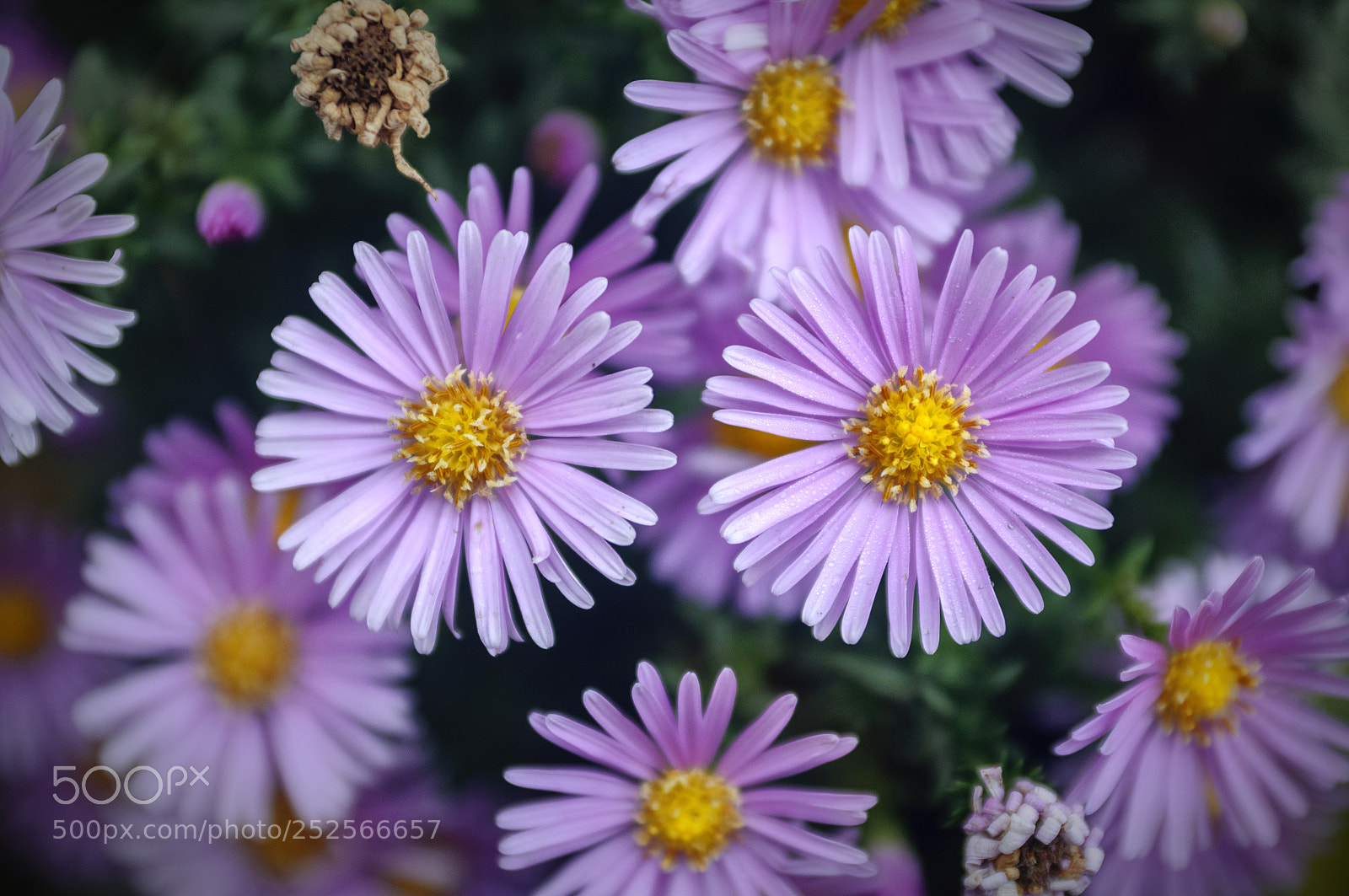 Nikon D90 sample photo. ... photography