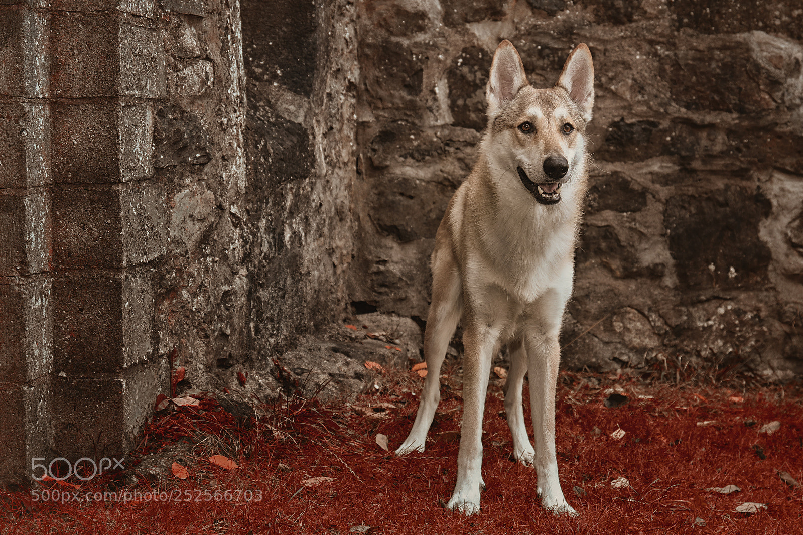 Canon EOS 7D Mark II sample photo. The wolf photography