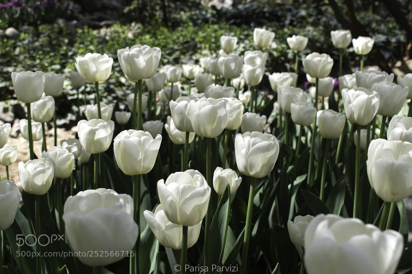 Nikon D5500 sample photo. Iranian garden photography