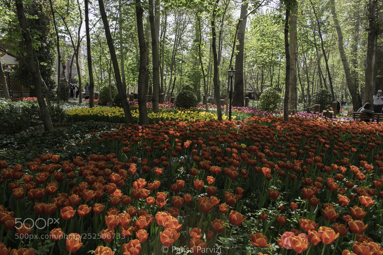 Nikon D5500 sample photo. Iranian garden photography