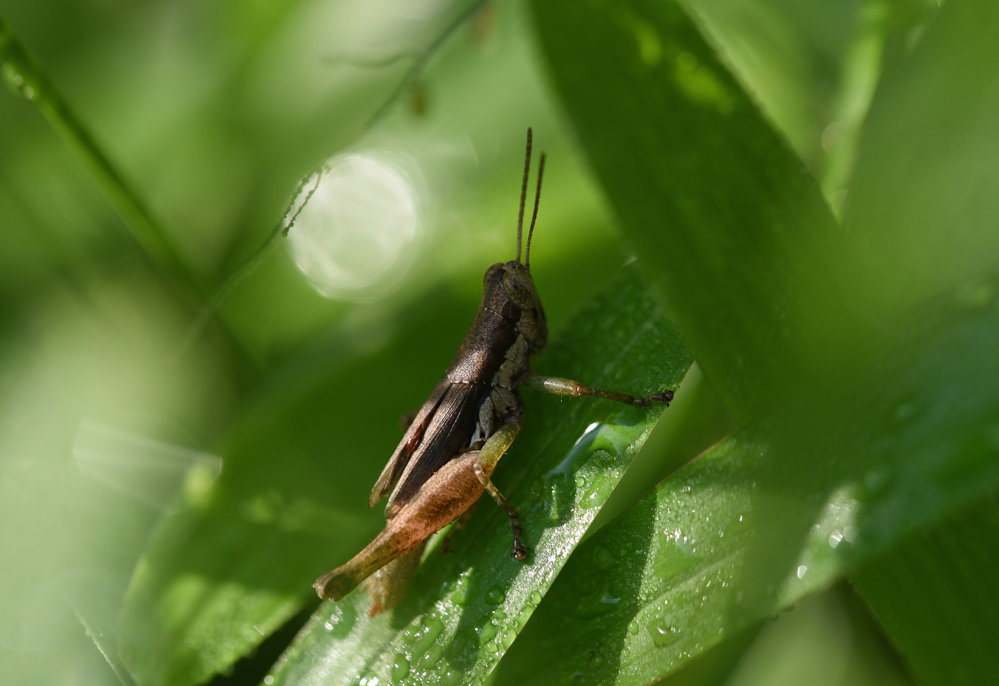 Nikon D750 + Sigma 105mm F2.8 EX DG OS HSM sample photo. Locust photography