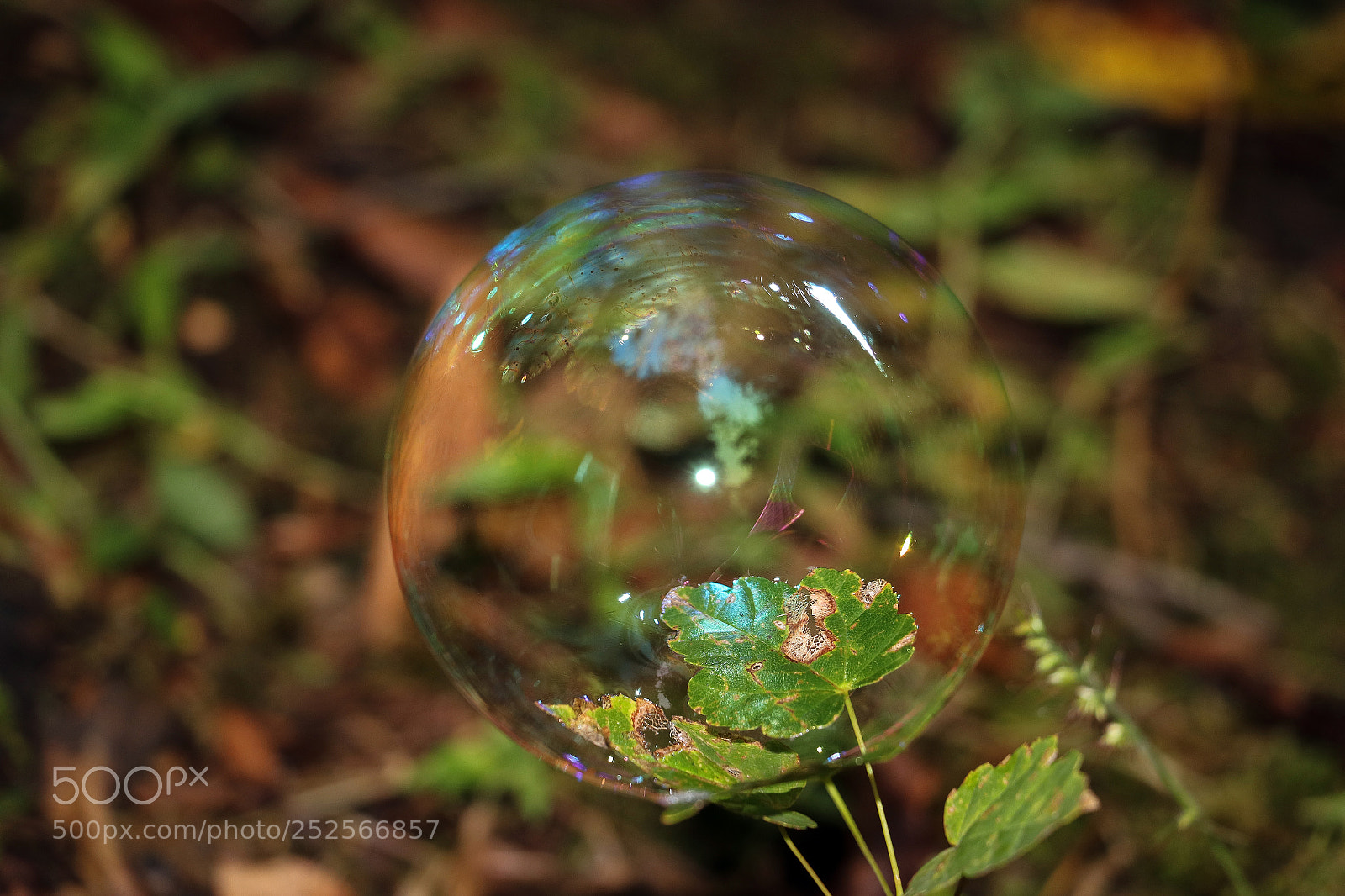 Canon EOS 80D sample photo. Img photography