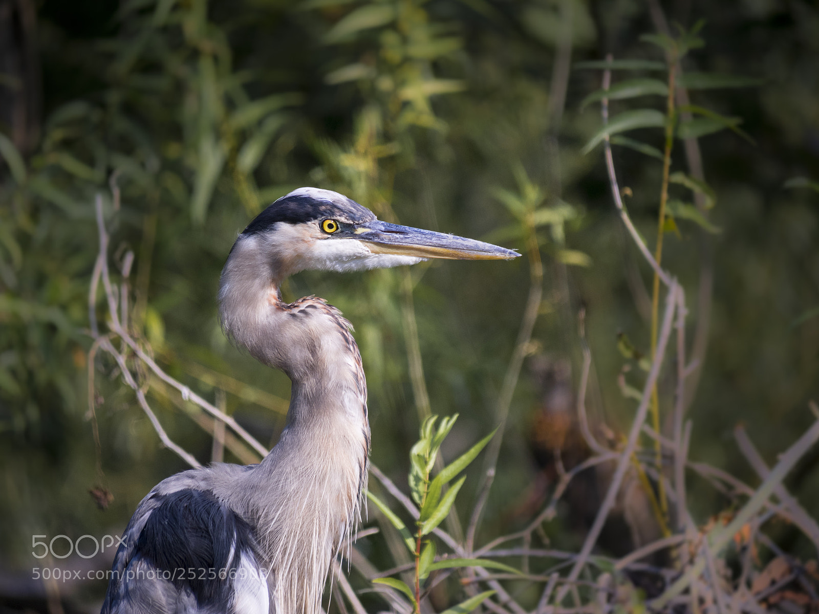Olympus OM-D E-M1 sample photo. Great blue heron photography
