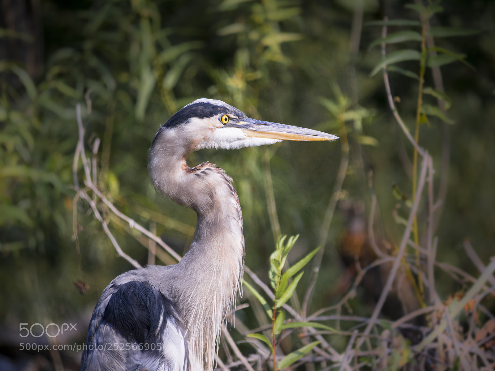 Olympus OM-D E-M1 sample photo. Great blue heron photography