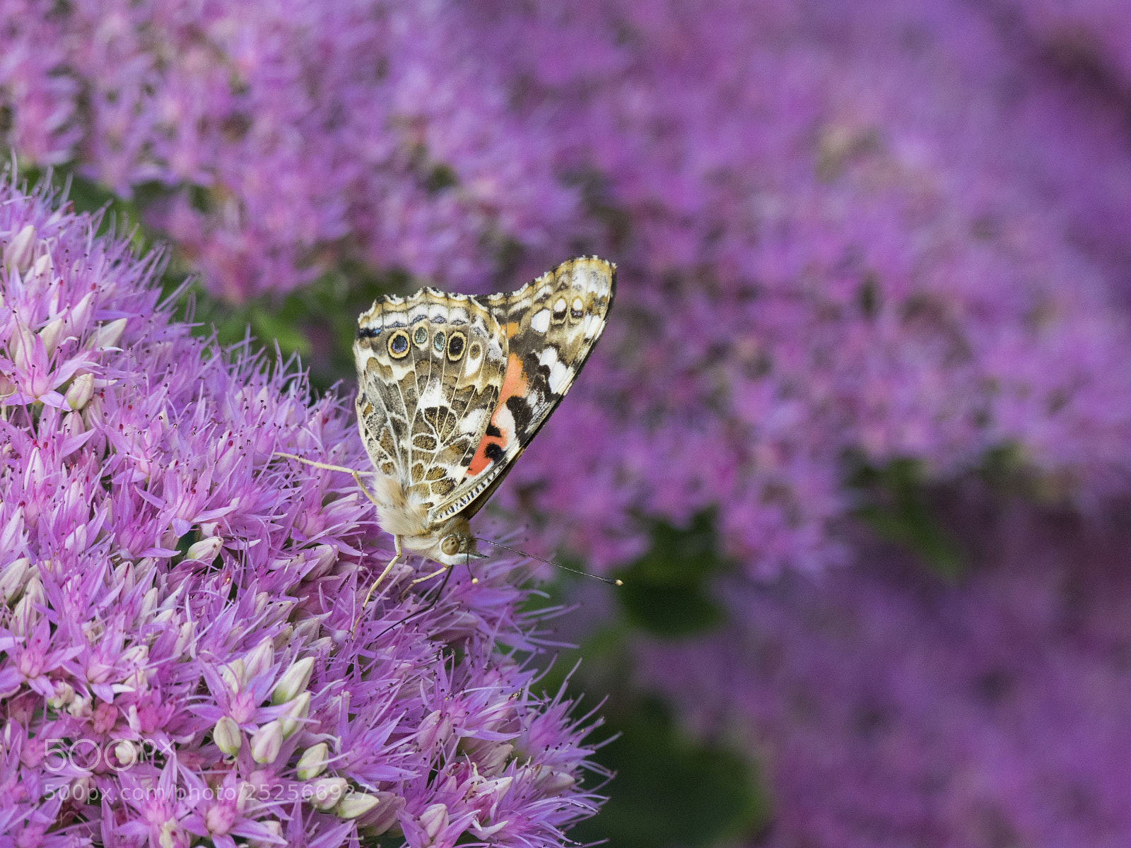 Olympus OM-D E-M1 sample photo. Painted lady butterfly photography