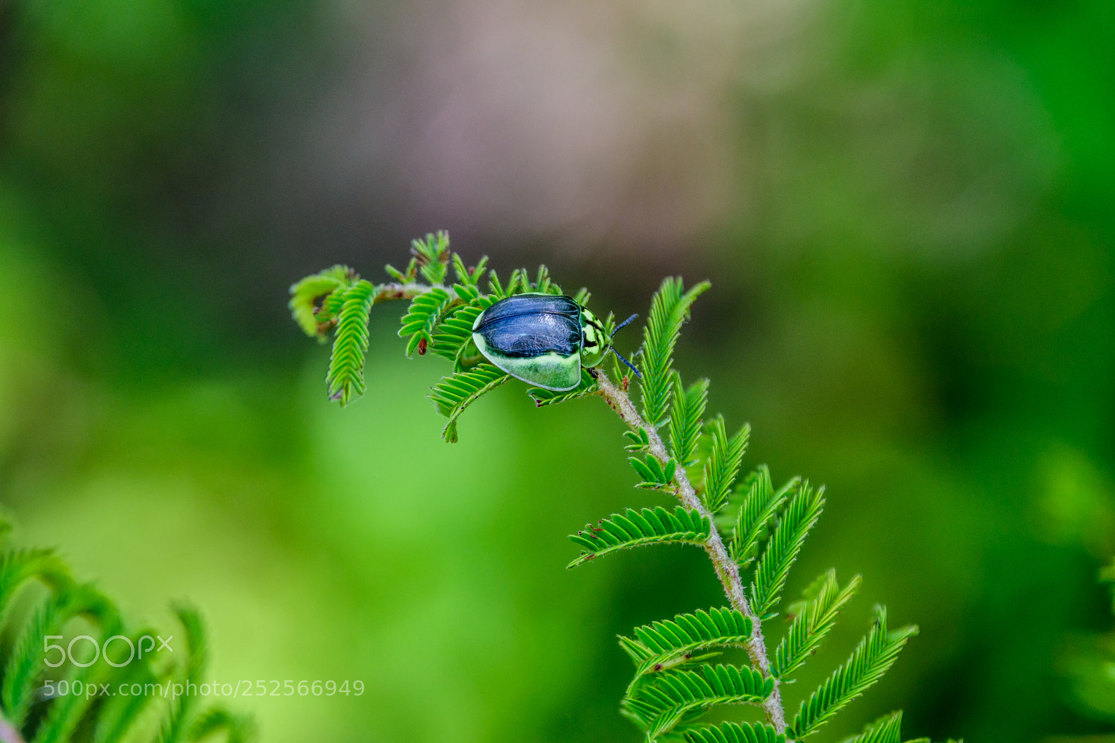 Nikon D7500 sample photo. Green beetle photography