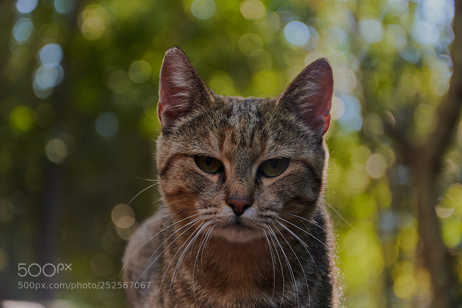 Nikon D7200 sample photo. Krkacat photography