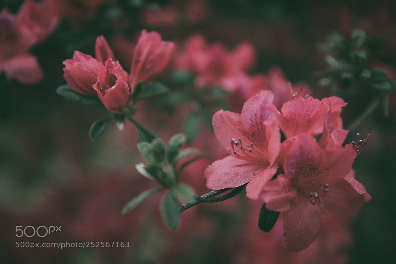 Canon EOS 5DS sample photo. Spring red flowers photography