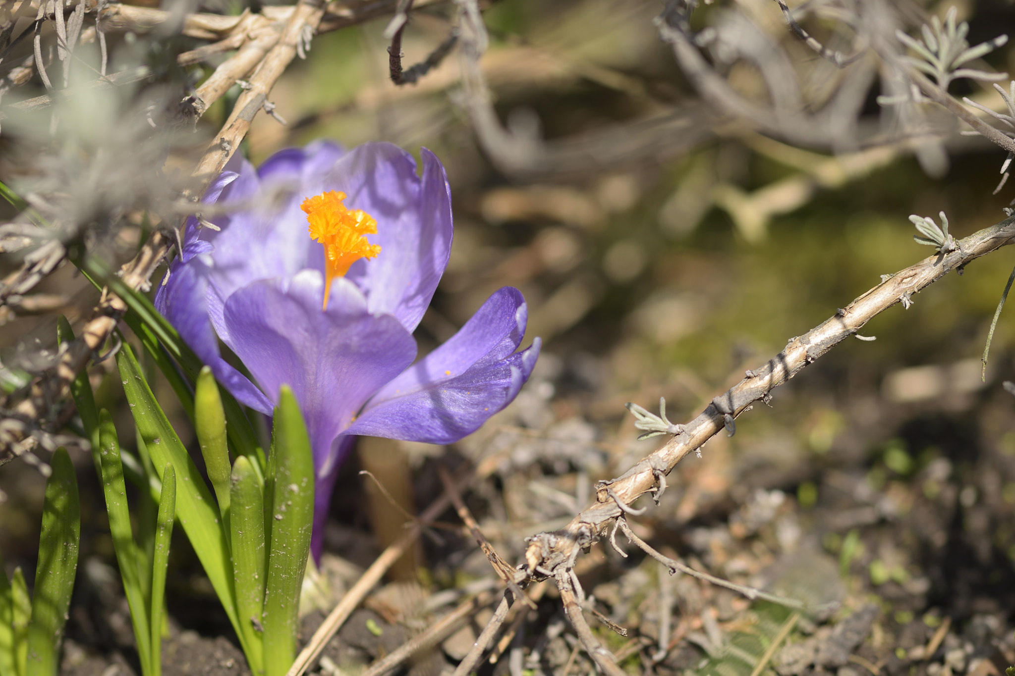 Sigma 105mm F2.8 EX DG OS HSM sample photo. Crocus photography