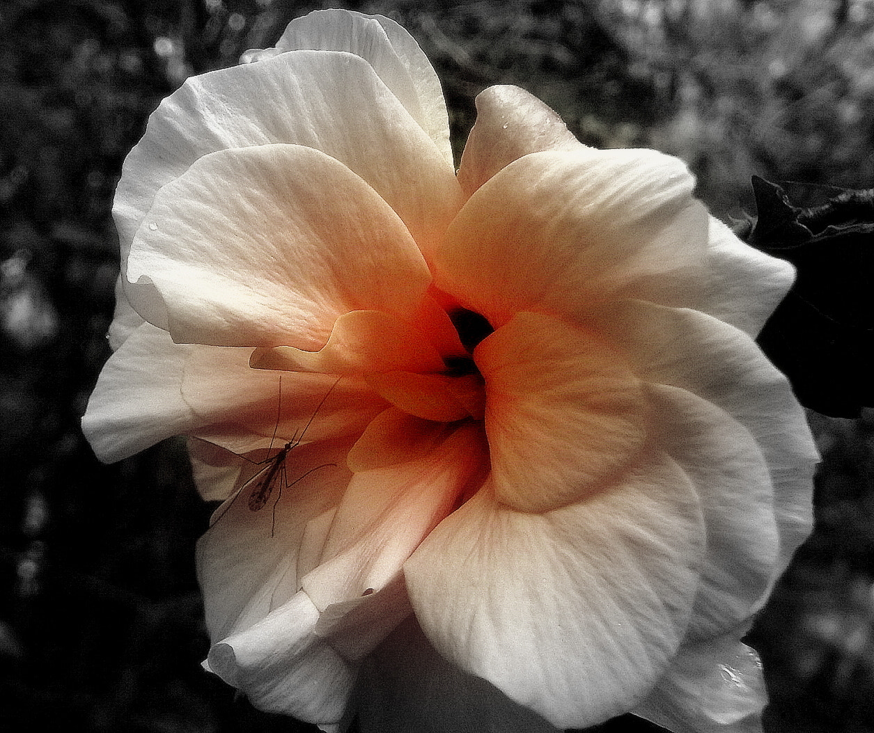 Fujifilm FinePix SL1000 sample photo. Hibisco flower ... photography