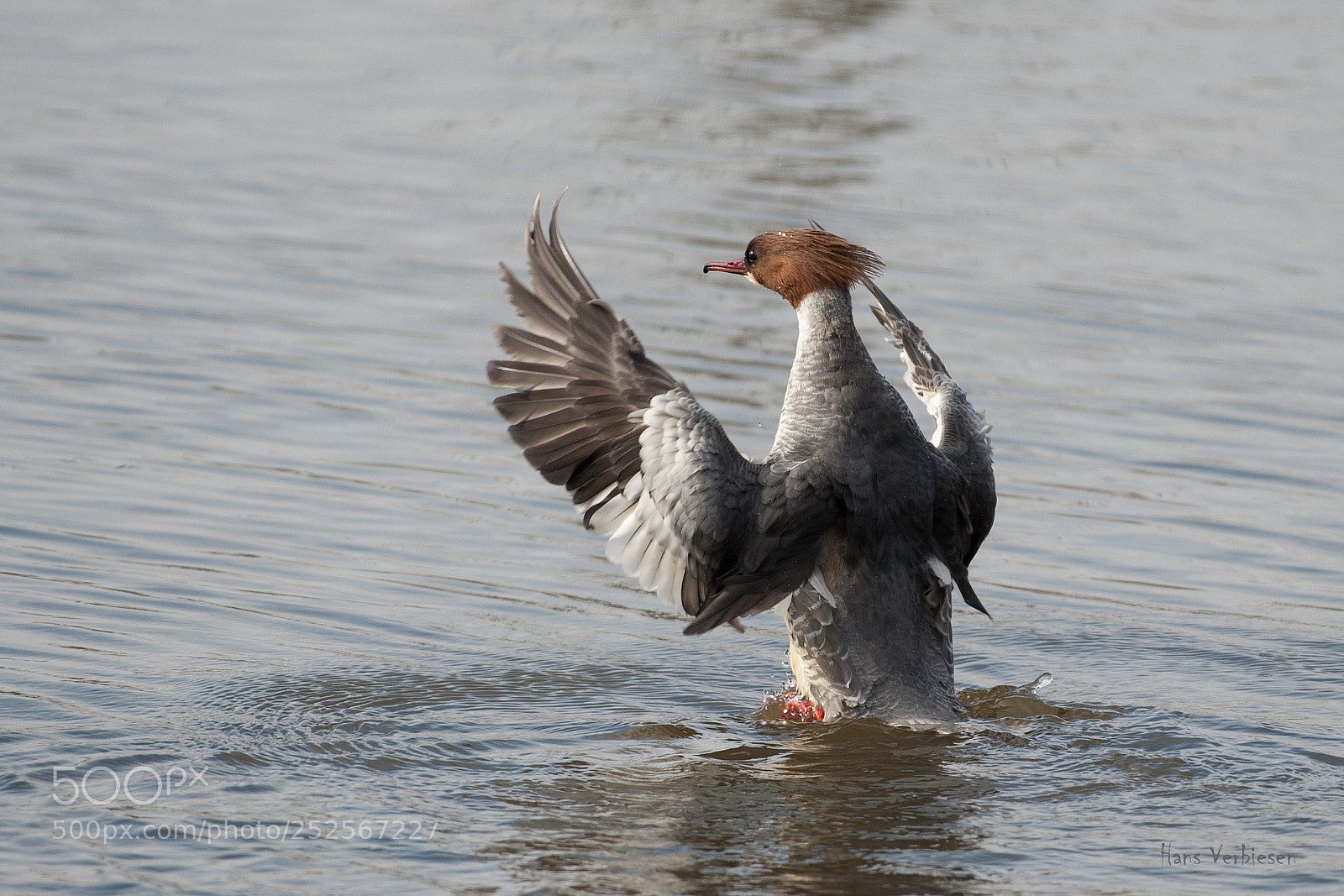 Nikon D3 sample photo. Goosander female photography