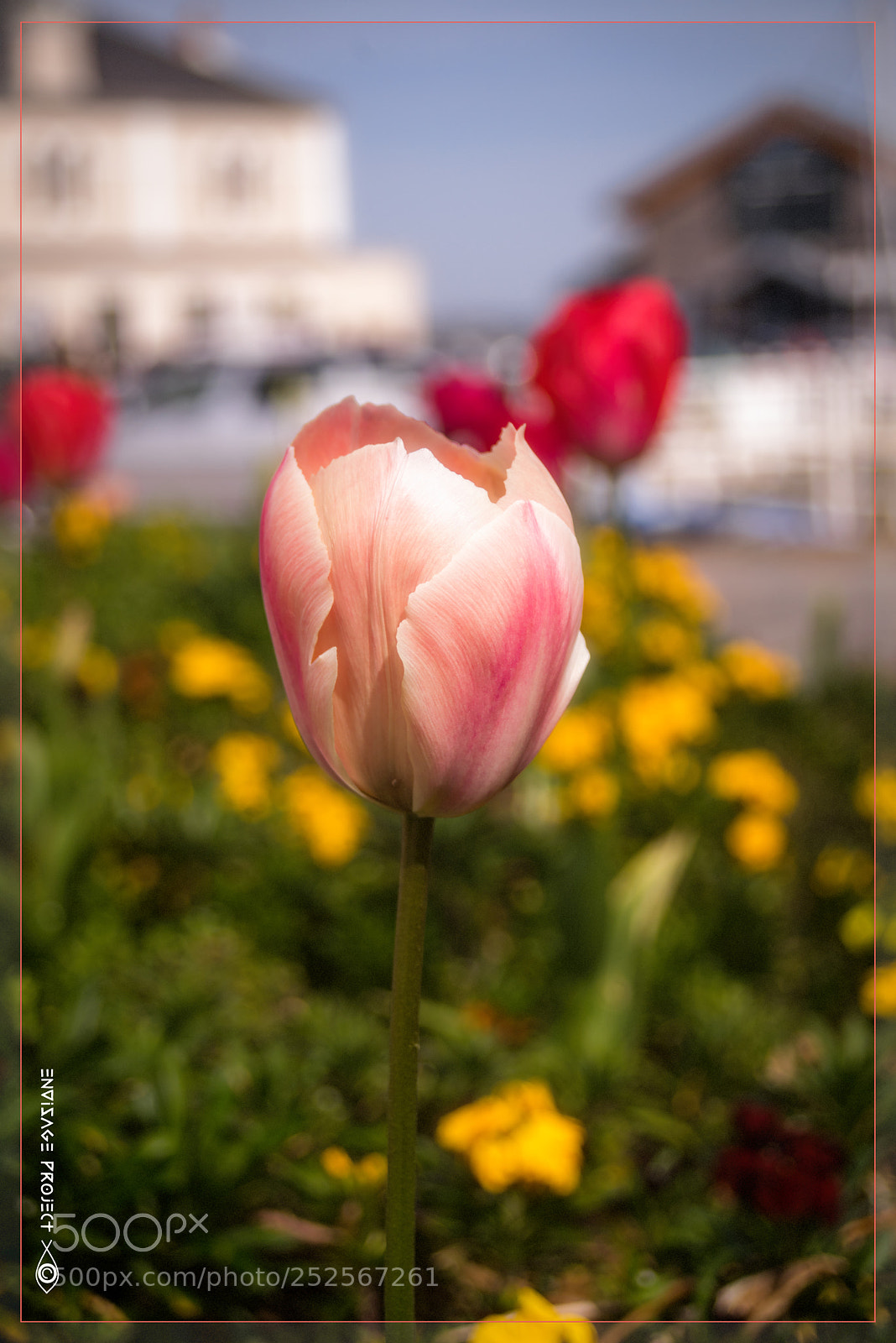 Sony a7R sample photo. Pink tulip photography
